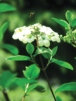 QIONG FLOWER